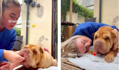 Pemilik Anjing Ini Bagikan Moment Haru Kebersamaanya Dengan Peliharaannya itu
