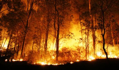 Selama 7 Bulan Belakangan , Daerah Rokan Hulu Tercatat sebagai Kawasan Terluas Mengalami Karhutla  Se - Provinsi Riau