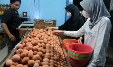 Harga Telur Ayam Naik Di Pasaran,  3 Kementerian  Saling Lempar Penyebabnya