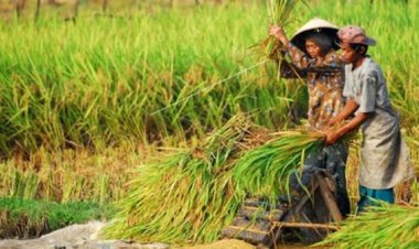 SDM Pertanian dan Perikanan yang Berdaya Saing,  Jadi Tujuan Jokowi Alokasikan  95 T untuk Ketahanan Pangan Nasional