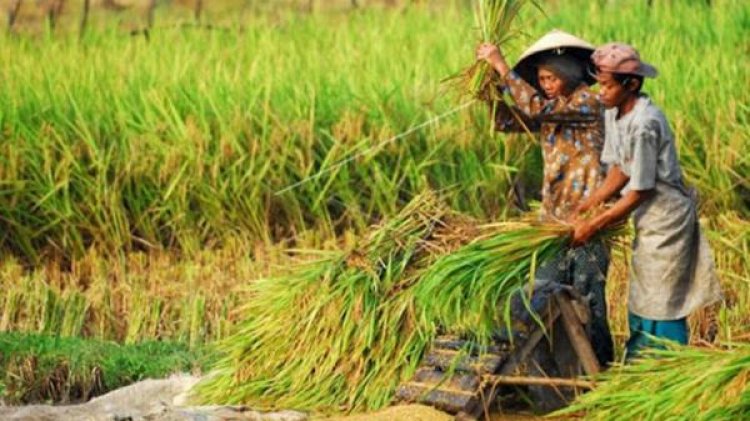 SDM Pertanian dan Perikanan yang Berdaya Saing,  Jadi Tujuan Jokowi Alokasikan  95 T untuk Ketahanan Pangan Nasional