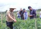 Sekdako Panen Raya Cabai Rawit di Lahan PT SPM, Hasil Panen Capai 10 Ton