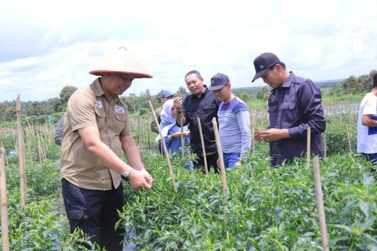 Sekdako Panen Raya Cabai Rawit di Lahan PT SPM, Hasil Panen Capai 10 Ton