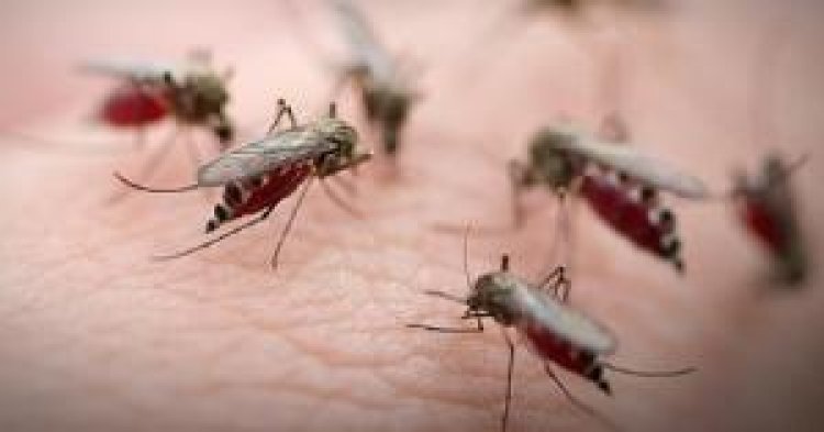 Cegah Status Darurat Malaria, Anggota DPRD Pekanbaru Fraksi PDI-Perjuangan Sarankan Masyarakat Gencar Gotong Royong