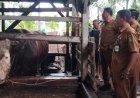 Dibeli Dari Peternak Lokal, Sapi Kurban Presiden Prabowo Untuk Warga Dumai Berbobot 750 Kg