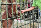 Kabar Gembira, Bayi Orangutan Sumatra Lahir Di Lembaga Konservasi Kasang Kulim