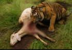 Mangsa 8 Ekor Kambing Warga, Desa Griya Mukti Inhil Diteror Harimau Sumatra