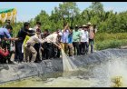 Potensi Ekonomi Baru Untuk Wilayah Pesisir, Bupati Inhil Tinjau Langsung Tambak Udang Vaname Di Kuala Enok