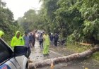Pohon Besar Tumbang Dan Menutup Akses Utama Jalan Lintas Petapahan-Bangkinang, Polres Kampar Gerak Cepat Lakukan Evakuasi