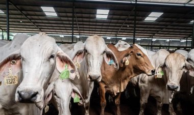 Perketat Pengawasan Hewan Kurban, Pemprov Riau Antisipasi Penyakit Menular Dari Luar Daerah
