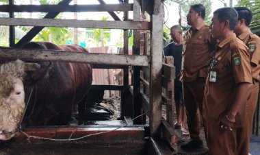 Dibeli Dari Peternak Lokal, Sapi Kurban Presiden Prabowo Untuk Warga Dumai Berbobot 750 Kg