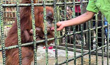 Kabar Gembira, Bayi Orangutan Sumatra Lahir Di Lembaga Konservasi Kasang Kulim
