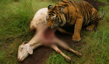 Mangsa 8 Ekor Kambing Warga, Desa Griya Mukti Inhil Diteror Harimau Sumatra