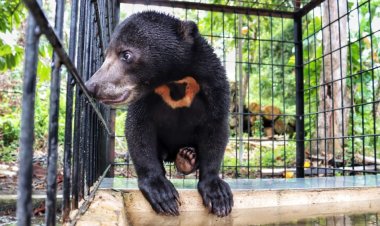 Akhiri Konflik Dengan Harmonis, BBKSDA Riau Evakuasi dan Lepasliarkan Kembali Beruang Madu Di Kampar