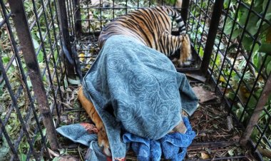 Sempat Serang Ternak Warga, BBKSDA Riau Siapkan Perangkap Harimau Sumatera Di Teluk Belengkong