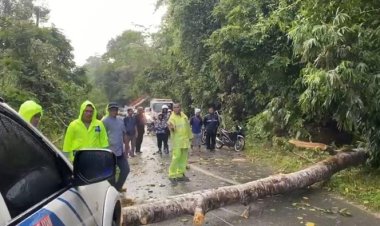 Pohon Besar Tumbang Dan Menutup Akses Utama Jalan Lintas Petapahan-Bangkinang, Polres Kampar Gerak Cepat Lakukan Evakuasi
