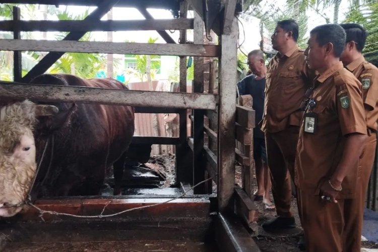 Dibeli Dari Peternak Lokal, Sapi Kurban Presiden Prabowo Untuk Warga Dumai Berbobot 750 Kg