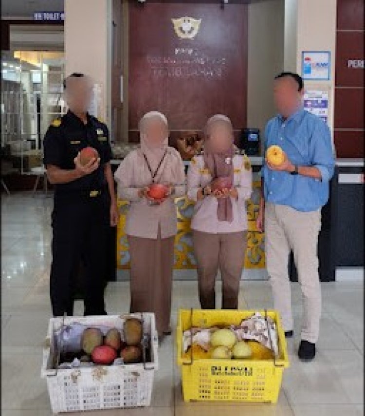 Bea Cukai Tembilahan Gagalkan Penyelundupan 15 Ton Mangga Ilegal Di Keritang