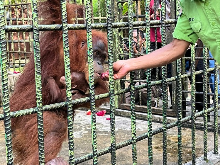 Kabar Gembira, Bayi Orangutan Sumatra Lahir Di Lembaga Konservasi Kasang Kulim