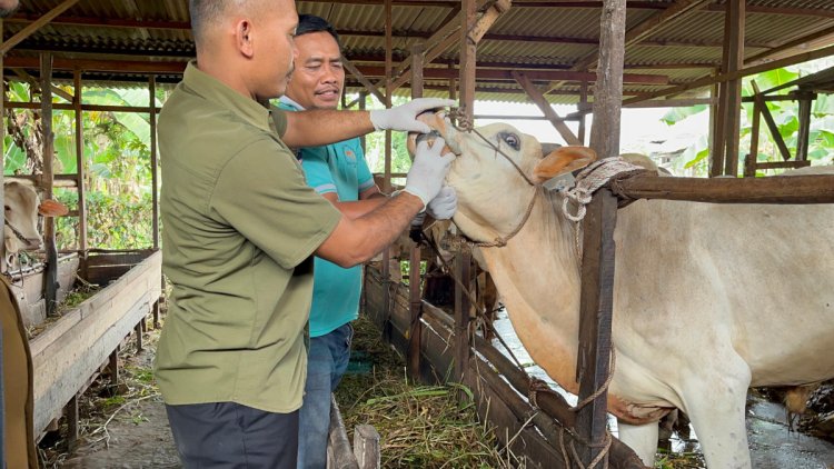 Jelang Iduladha 1446 H, Distankan Pekanbaru Periksa Kesehatan Puluhan Ekor Sapi Kurban