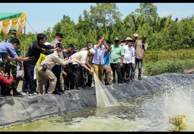 Potensi Ekonomi Baru Untuk Wilayah Pesisir, Bupati Inhil Tinjau Langsung Tambak Udang Vaname Di Kuala Enok