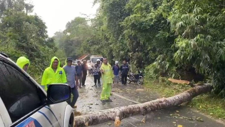 Pohon Besar Tumbang Dan Menutup Akses Utama Jalan Lintas Petapahan-Bangkinang, Polres Kampar Gerak Cepat Lakukan Evakuasi