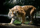 Harimau Sumatera Mangsa Ternak Warga di Pelalawan, BKSDA Pasang Perangkap dan Kamera Pengintai