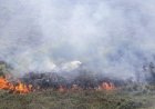Karhutla Kembali Landa Lahan Gambut Kampar, Asap Tebal Dan Api Berkobar Di Tapung