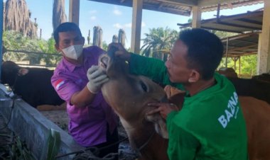 Dipastikan Sudah Bebas Dari Penyakit, Hewan Kurban Di Siak Tembus 2.750 Ekor