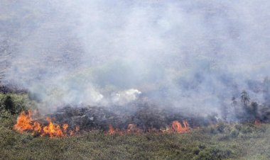 Karhutla Kembali Landa Lahan Gambut Kampar, Asap Tebal Dan Api Berkobar Di Tapung