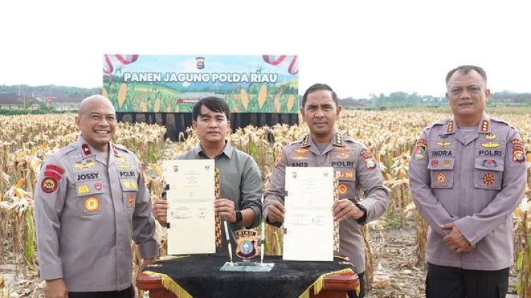 Wujud Nyata Dukung Ketahanan Pangan Nasional, Polda Riau Gelar Panen Raya 82 Ton Jagung
