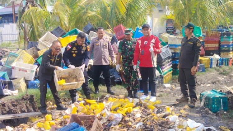 Tegaskan Tak Ada Ruang Untuk Buah Impor Ilegal, Karantina Riau Musnahkan 25,9 Ton Mangga
