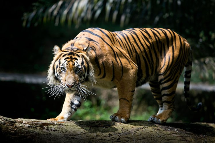 Izin Keluar Camp Untuk Buang Air, Pekerja HTI Di Pelalawan Tewas Diterkam Harimau Sumatera