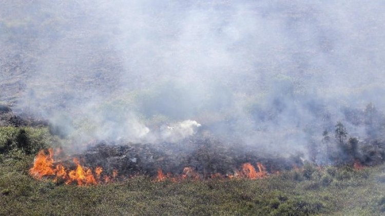 Karhutla Kembali Landa Lahan Gambut Kampar, Asap Tebal Dan Api Berkobar Di Tapung