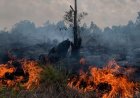 Dipicu Cuaca Panas Ekstrem, 9 Hektar Lahan Di Dua Lokasi Kampar Terbakar