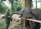 Kunjungi Kabupaten Siak, TP PKK Pusat Suarakan Pelestarian Gajah Sumatera Dari PLG Minas