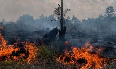 Dipicu Cuaca Panas Ekstrem, 9 Hektar Lahan Di Dua Lokasi Kampar Terbakar