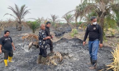 Bakar 10 Hektare Lahan Sawit Di Kawasan Hutan Produksi, Polres Bengkalis Amankan 1 Orang Pelaku