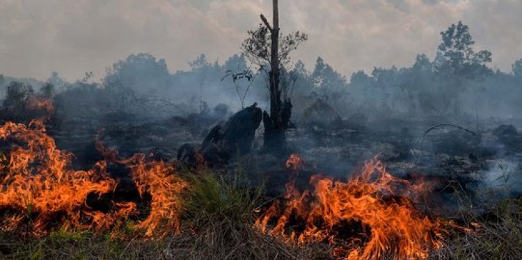 Dipicu Cuaca Panas Ekstrem, 9 Hektar Lahan Di Dua Lokasi Kampar Terbakar