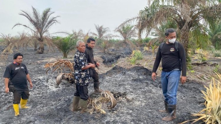 Bakar 10 Hektare Lahan Sawit Di Kawasan Hutan Produksi, Polres Bengkalis Amankan 1 Orang Pelaku