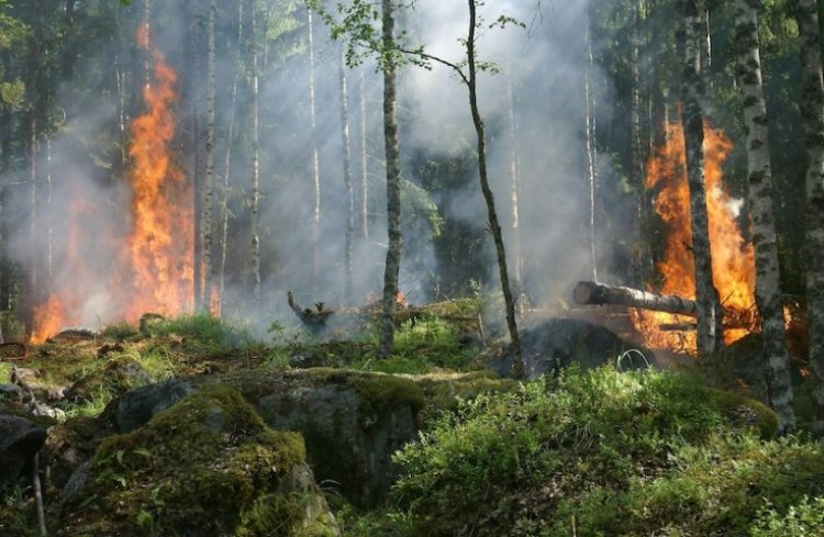 Karhutla Di Kepulauan Meranti Terus Meluas, 110 Hektare Lahan Telah Terbakar