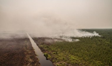 Dinilai Berkontribusi Pada Kerusakan Ekosistem Gambut, Pantau Gambut Rilis Daftar 40 Korporasi