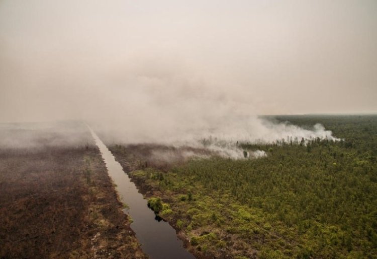 Dinilai Berkontribusi Pada Kerusakan Ekosistem Gambut, Pantau Gambut Rilis Daftar 40 Korporasi