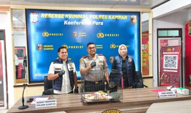 Bongkar Perdagangan Satwa Dilindungi, Polres Kampar Amankan Penjual Owa Ungko