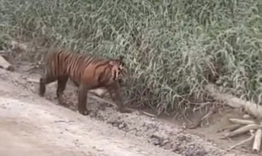 Harimau Sumatera Kembali Tertangkap Kamera Warga, BBKSDA Riau Turun Tangan Di Pulau Muda Pelalawan