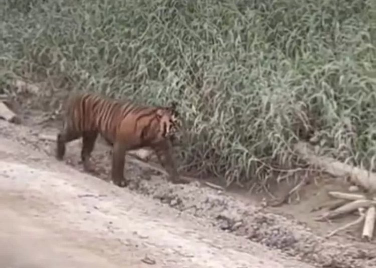 Harimau Sumatera Kembali Tertangkap Kamera Warga, BBKSDA Riau Turun Tangan Di Pulau Muda Pelalawan