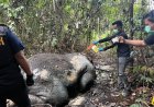 Gajah Kepala Terpotong Ditemukan Di Konsesi PT RAPP, Polres Pelalawan Selidiki Penyebabnya
