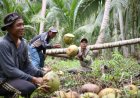 Dorong Produktivitas Petani, Provinsi Riau Replanting Ribuan Hektare Kebun Kelapa