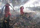 Karhutla Pulau Mendol Capai 500 Hektare, Petugas Dan Warga Kewalahan Setelah Hampir Dua Pekan Padamkan Api