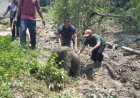 Dipicu Anak Terjebak Lubang Septic Tank, Mess Perusahaan Di Minas Jadi Sasaran Amuk Kawanan Gajah